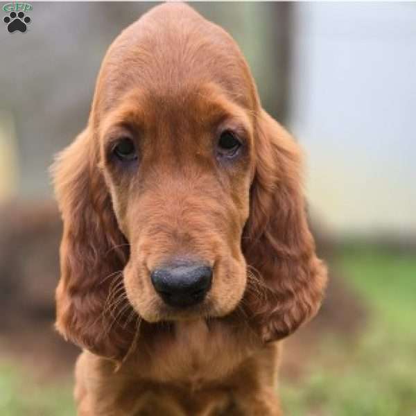 Marion, Irish Setter Puppy